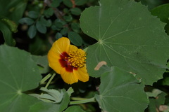 Abutilon indicum subsp. guineensis